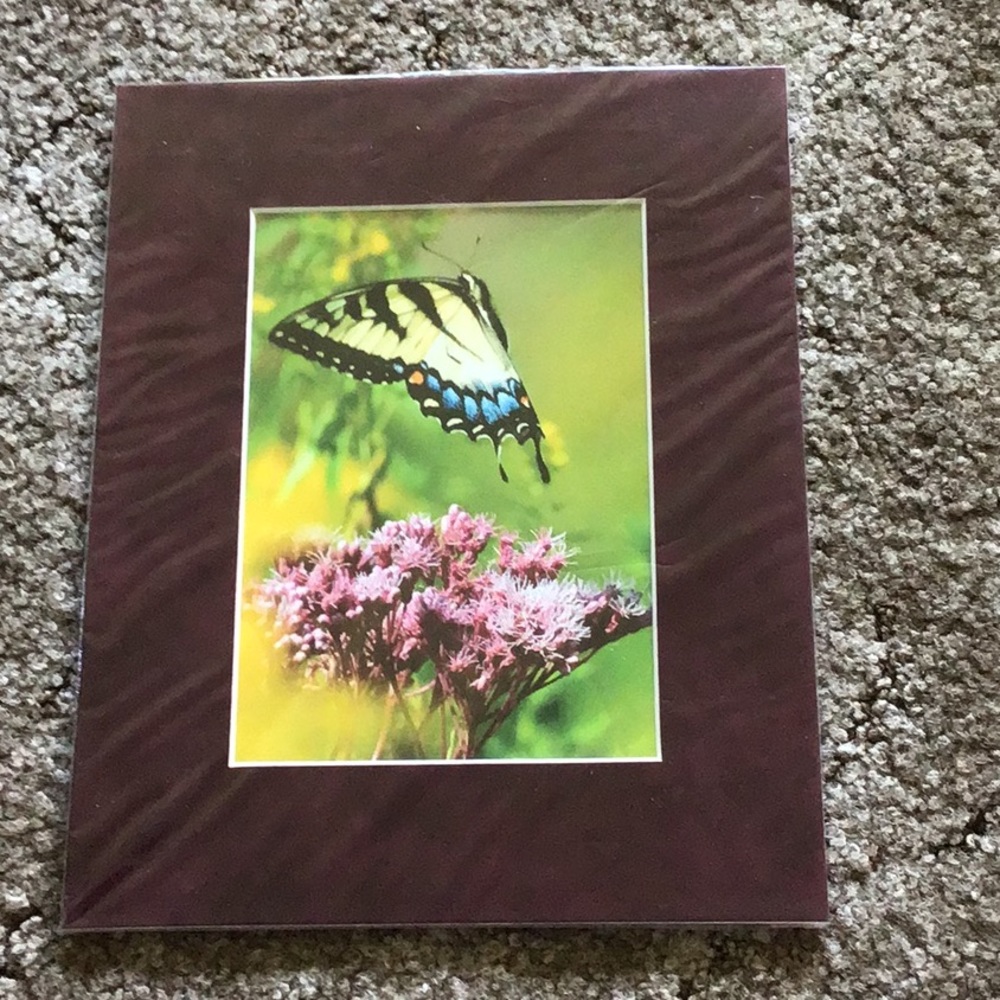 Butterfly Picture